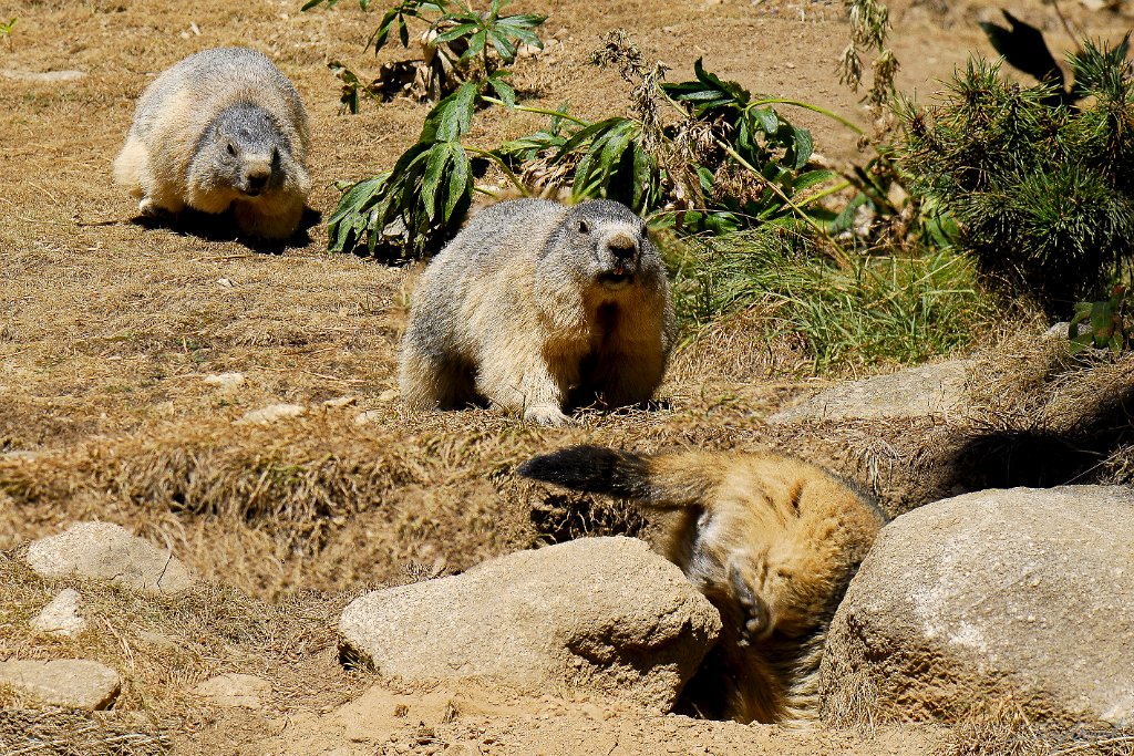 Marmotte en fuite.jpg